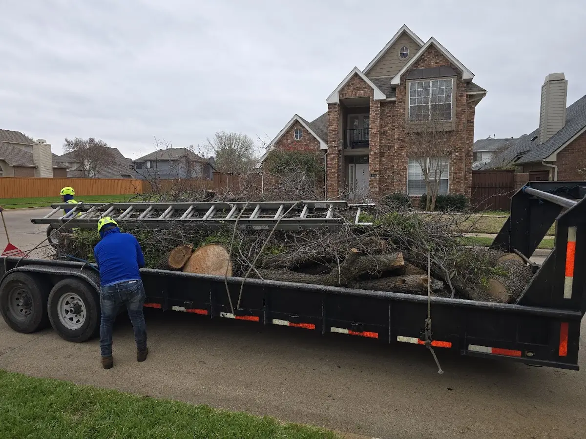 Expert Tree Pest Control with proper safety equipment in Rangely